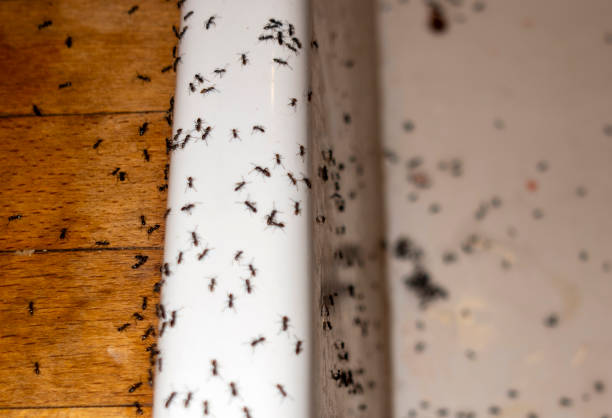Reliable Athens, MI Pest Control Solutions
