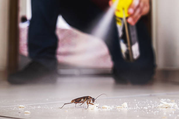 Best Spider Control Near Me  in Athens, MI